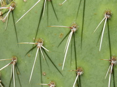 Opuntia engelmannii engelmannii