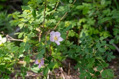 Rosa acicularis
