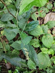 Artemisia anomala