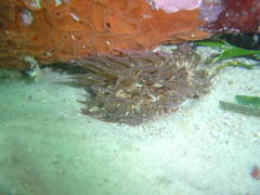 Anthopleura michaelseni