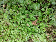 Melastoma dodecandrum