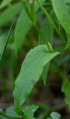 Bistorta officinalis