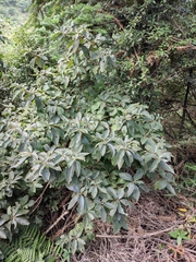 Clethra delavayi