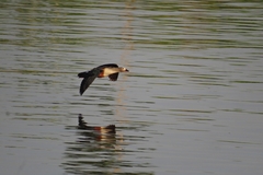 Oressochen jubatus