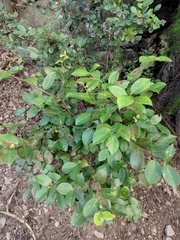 Camellia oleifera