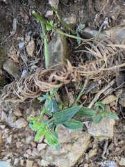 Oldenlandia mellii