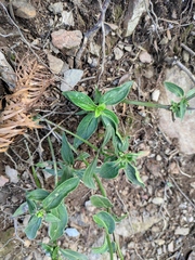 Oldenlandia mellii