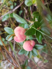 Rhododendron myrtifolium