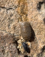 Sphaeroma