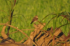 Syrtidicola fluviatilis