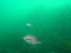 Pachymetopon blochii