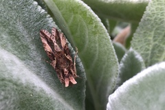 Autographa gamma