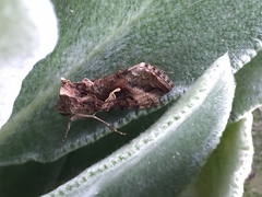 Autographa gamma