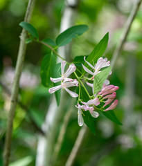 Lonicera tatarica