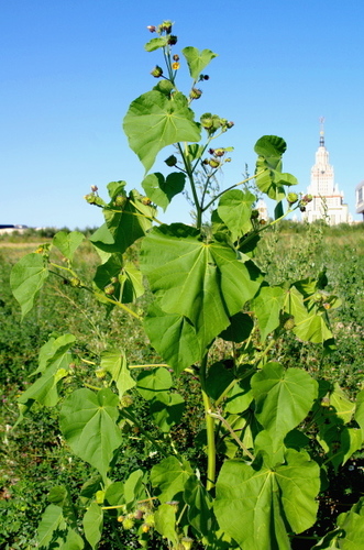 Наблюдение на iNaturalist
