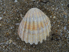 Acanthocardia tuberculata