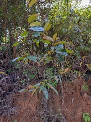 Castanea seguinii