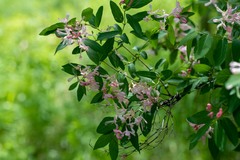 Lonicera tatarica
