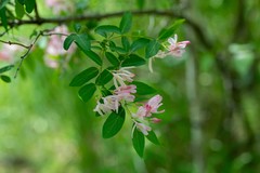 Lonicera tatarica