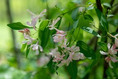Lonicera tatarica