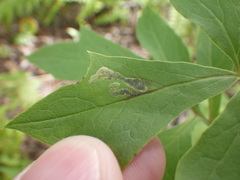 Liriomyza orilliensis