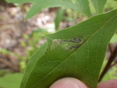 Liriomyza orilliensis