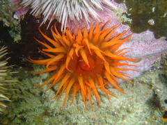 Pseudactinia flagellifera