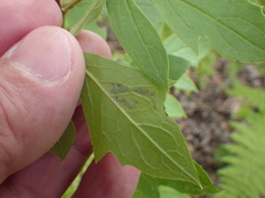 Liriomyza orilliensis