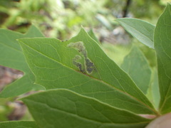 Liriomyza orilliensis