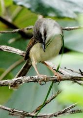 Prinia subflava pondoensis