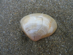 Mactra stultorum