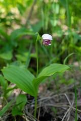 Cypripedium guttatum
