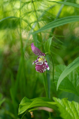 Cypripedium guttatum