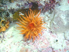 Pseudactinia flagellifera