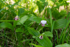 Cypripedium guttatum