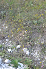 Gypsophila altissima