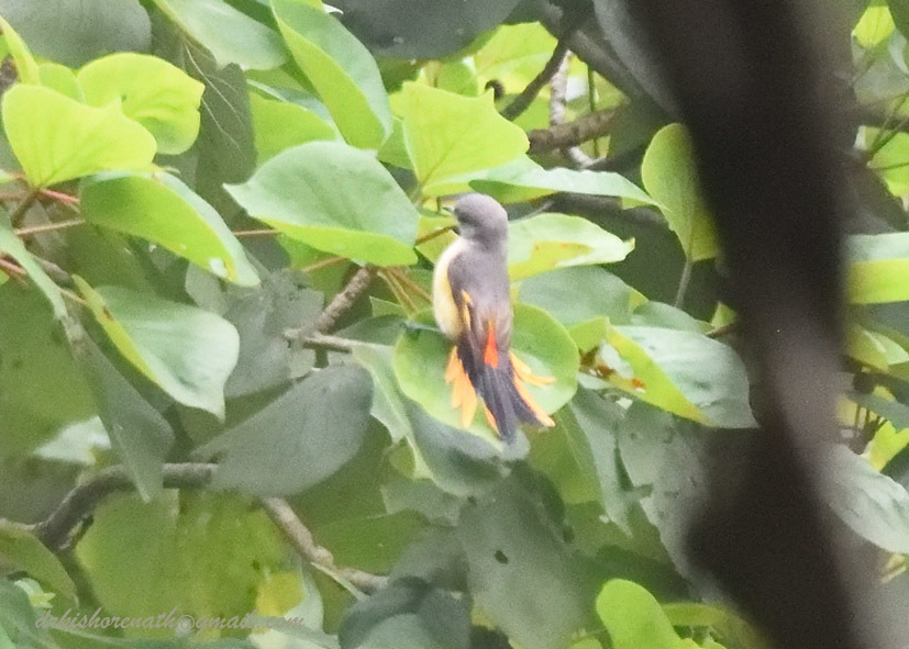 Small Minivet