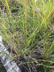 Hesperostipa comata