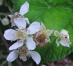 Rubus incurvatiformis