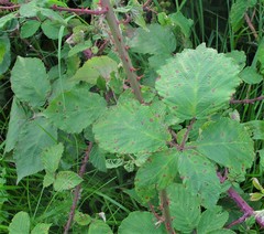 Rubus incurvatiformis