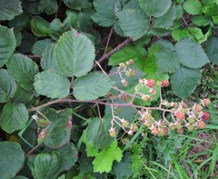 Rubus incurvatiformis