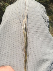 Hesperostipa comata