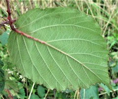 Rubus incurvatiformis