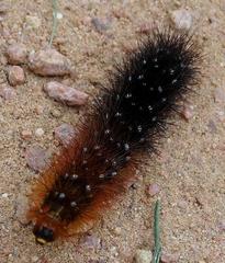 Rhodogastria similis