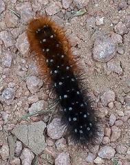 Rhodogastria similis