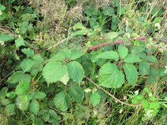 Rubus incurvatiformis