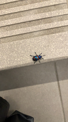 Platycorynus undatus