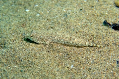 Risso's Dragonet photo 3