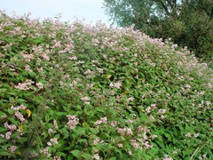 Koenigia campanulata