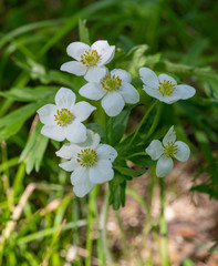 Anemonastrum crinitum